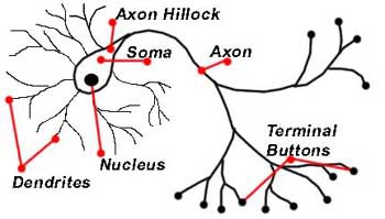 Нейроны