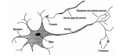 Что такое нейрон?
